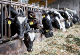 La Compagnie de la Désinfection pour les élevages et l'agriculture
